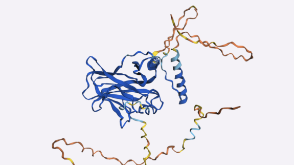 p53 predicted structure, colored by pLDDT confidence (mean 75.1).